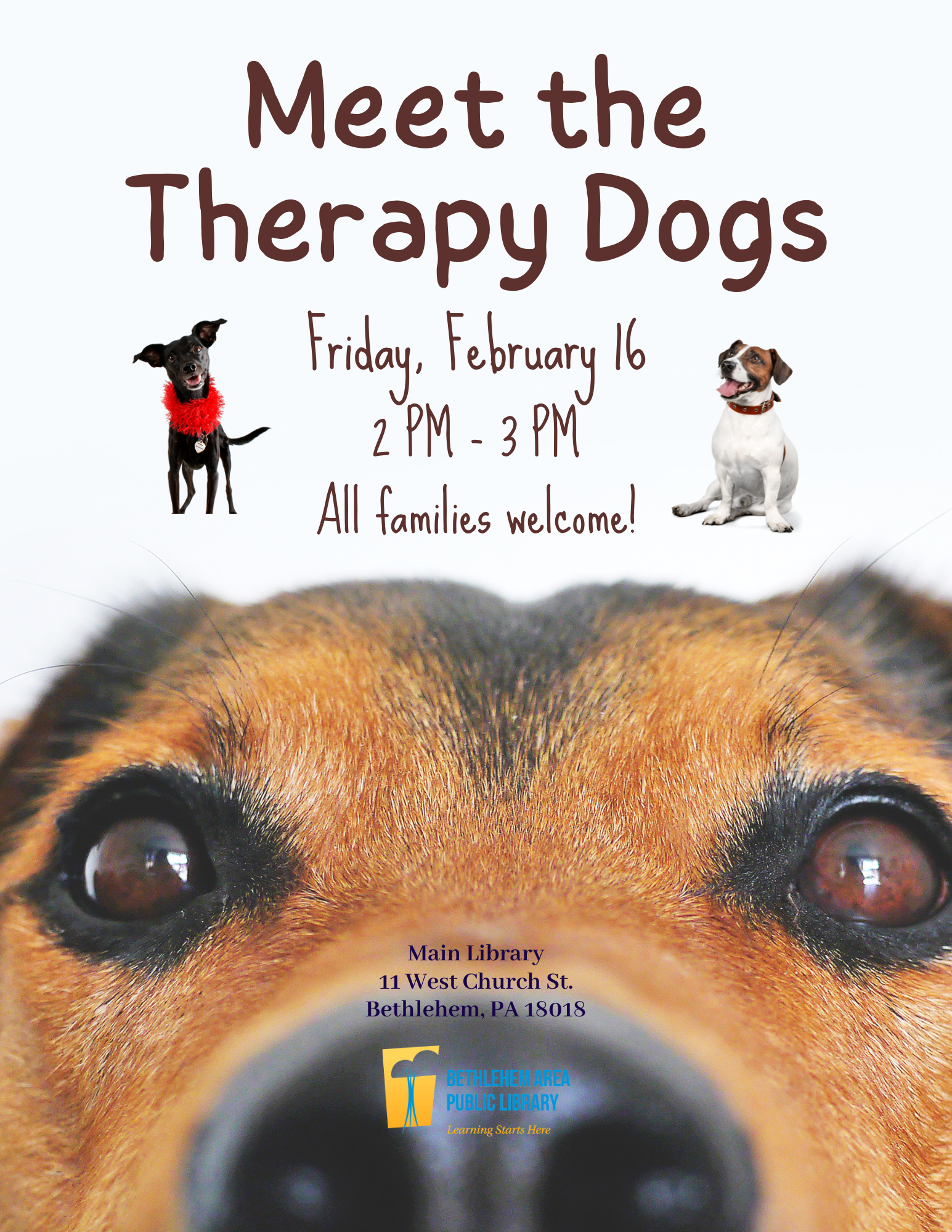 meet the therapy dogs