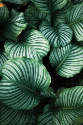 Variegated Leaves