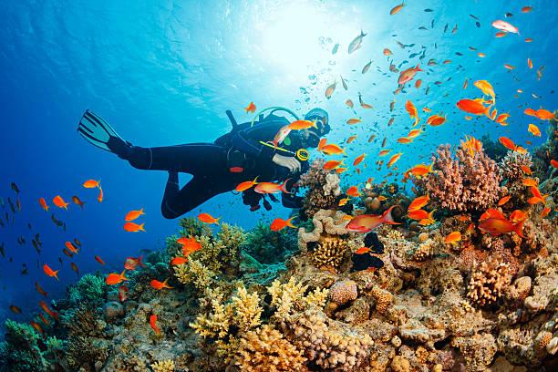 Scuba diver underwater swimming with fish on a coral reef