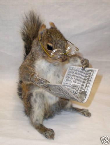 Squirrel wearing glasses and reading a book