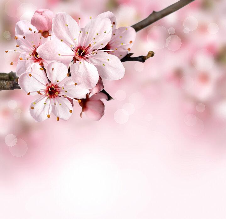 Pink cherry blossoms on a tree branch