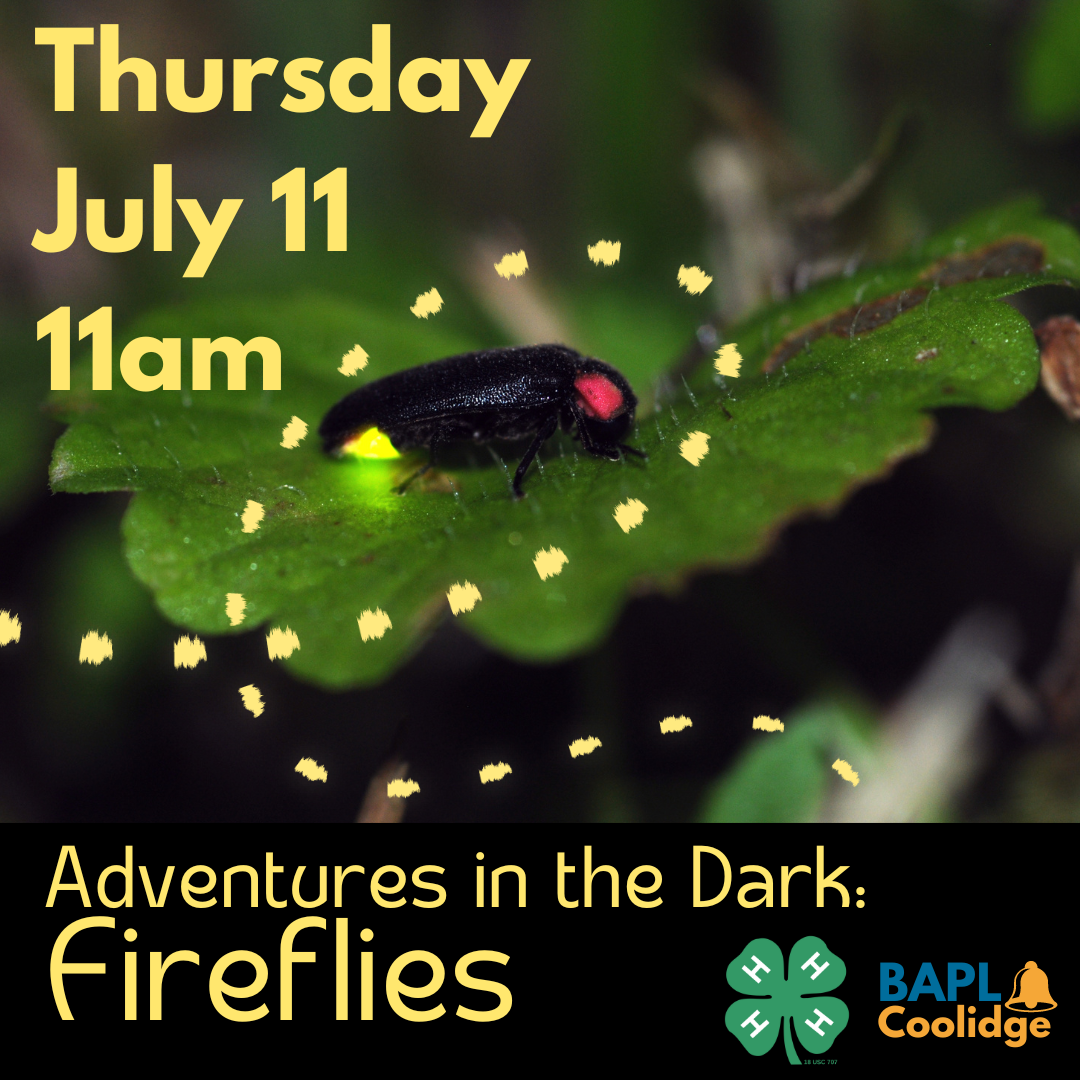 fireflies 4H